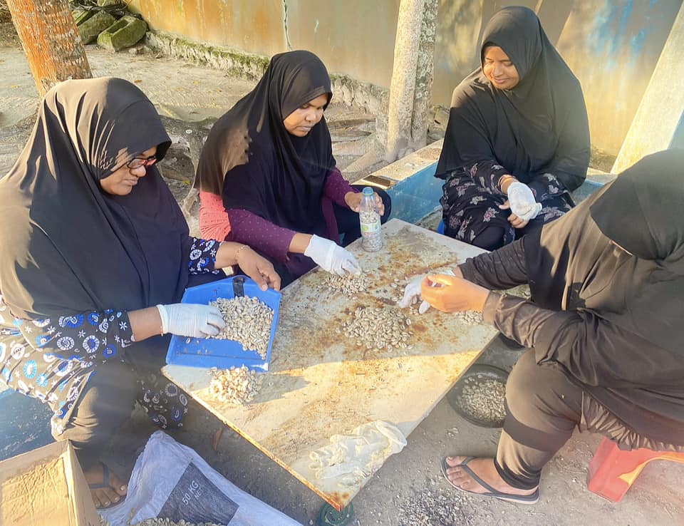 ރިނބުދޫއިން ފެނުނު ބޮލިވަޅުގައި 84،000 އަށް ވުރެގިނަ ބޮލި