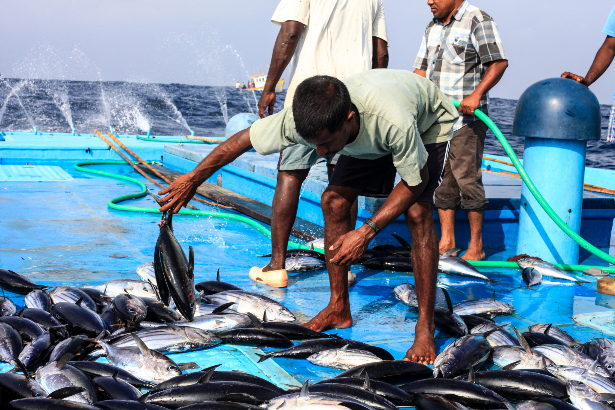 މީގެފަހުން މިފްކޯއަށް ކިރުވާމަހަށް ދެހަފްތާގެ ތެރޭގައި ފައިސާ ދޭނަން: ޝިޔާމް