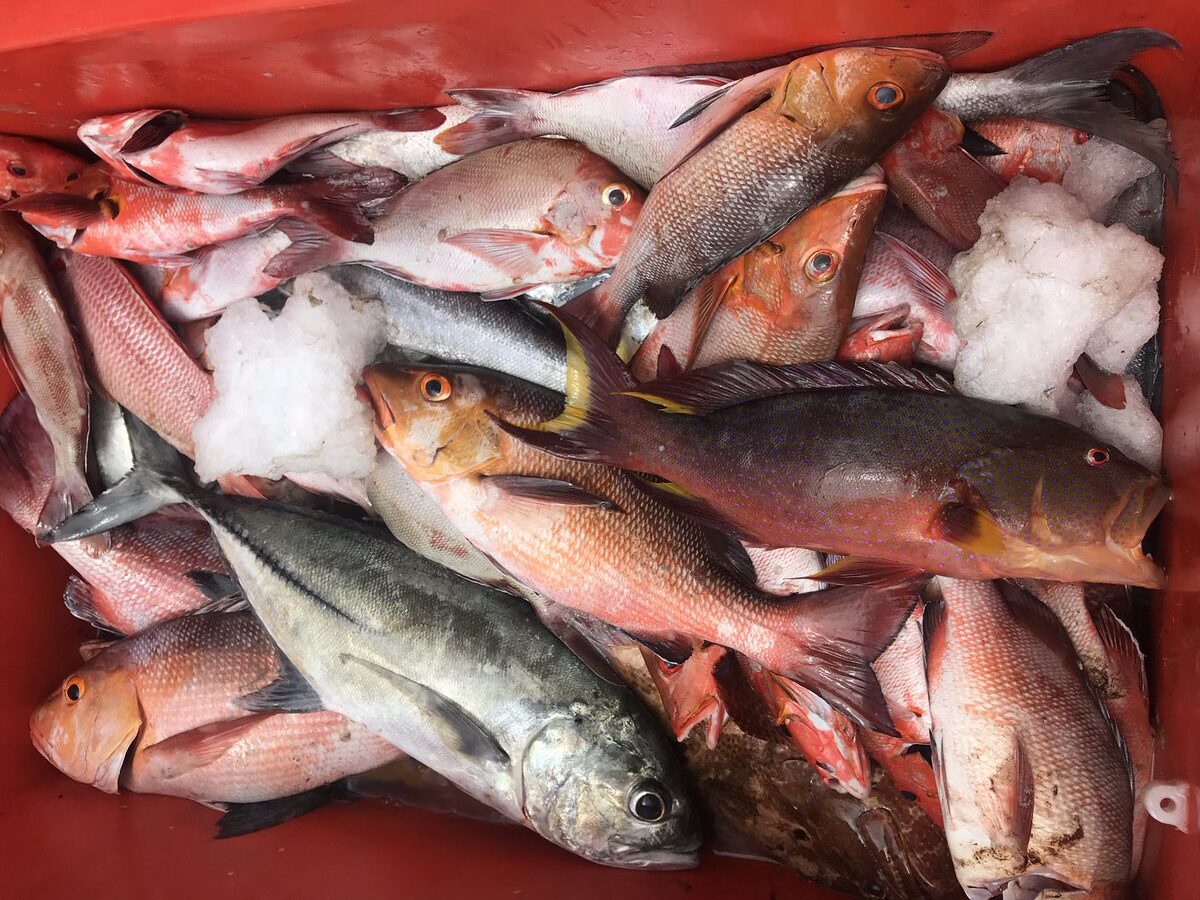 ރަހުނު ބެހެއްޓުމެއް ނެތި ފަރުމަހުގެ މަސްވެރިކަން ކުރާ ފަރާތްތަކަށް މިހާރު 7 ލައްކަ ރުފިޔާ އާ ހަމަޔަށް ލޯނު ލިބޭނެ: ޝިޔާމް
