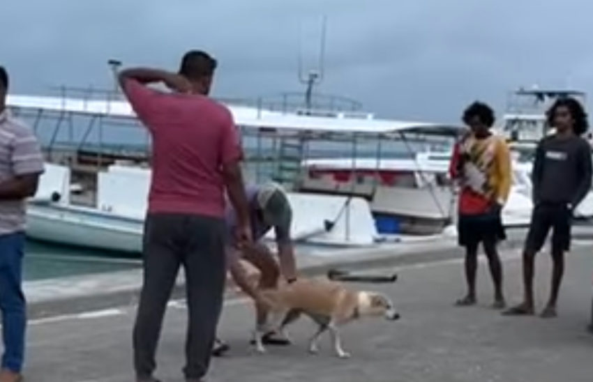 ތުލުސްދޫގައި އެއުޅެނީ ކުއްތާއެއް! މައްސަލަ ހޫނުވެއްޖެ!