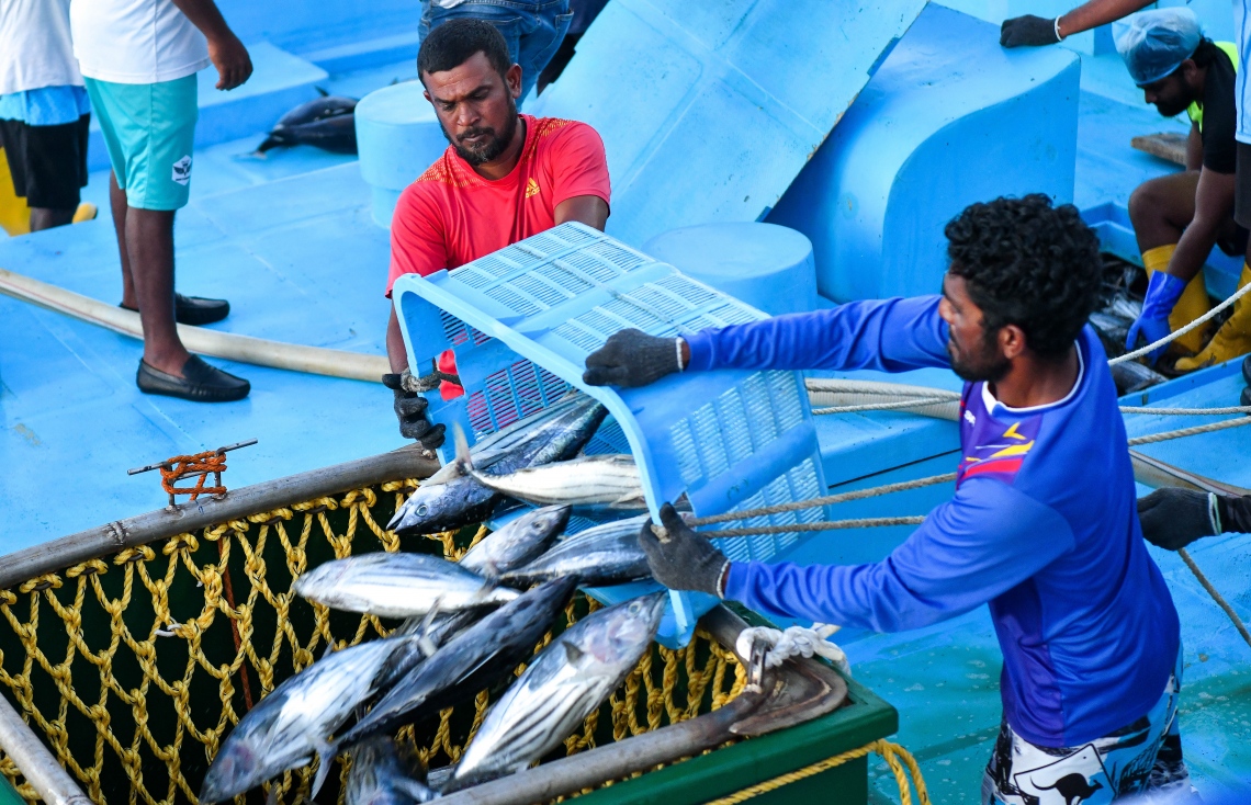 މަސްވެރިން މަހަށް ފުރުވުމަށް ހިތްވަރު ދިނުމުގެ ގޮތުން ކޮންމެ ދޯންޏަށް 3 ޓަނު އައިސް