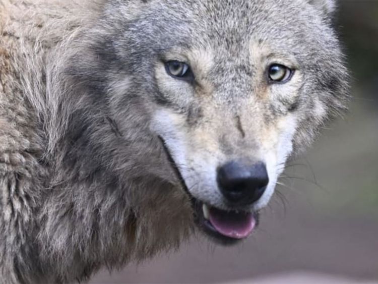 އިންޑިއާގައި 9 މީހުން މަރާލި ވުލްފް ތަކުގެތެރޭގައި ހިމެނޭ އެއްމެފަހު ފުލްފް މަރާލައިފި